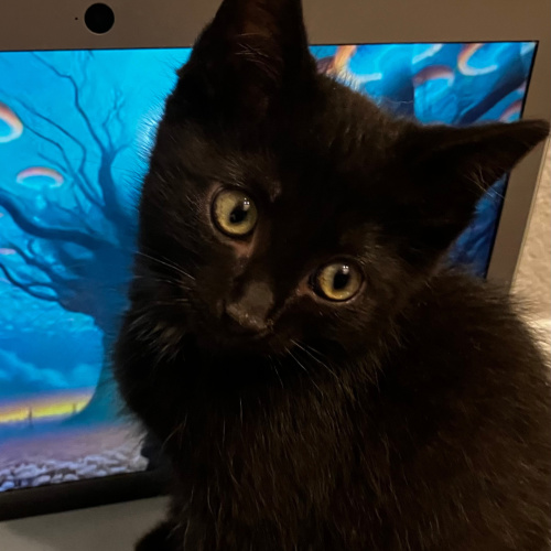 Pet Image