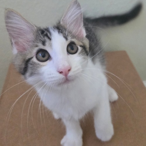 Pet Image